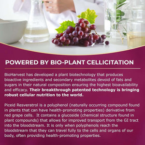 VINIA 12 - Hour Long - Lasting Piceid Resveratrol Supplement – 30 - Day Supply, Keto Friendly, Vegan & Non - GMO - Vitamen Store