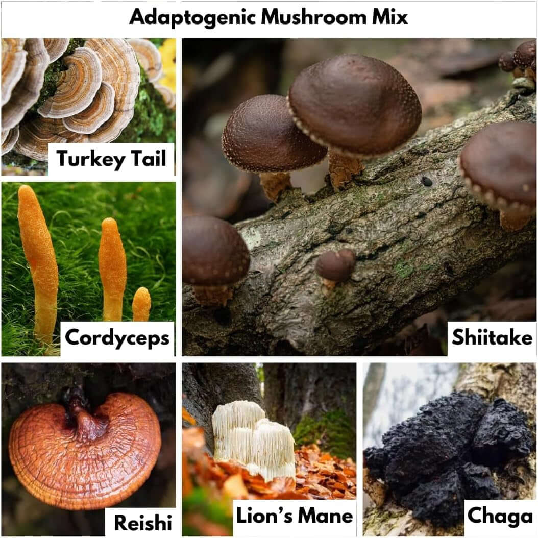 Methylene Blue (USP Grade) 1 Bottle 50 Capsules, with Mushroom Extracts: Lion'S Mane, Reishi, Cordyceps, Chaga, Shiitake, Turkey Tail - Vitamen Store
